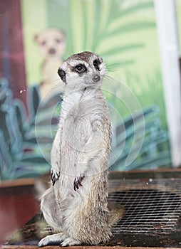 ItÃ¢â¬â¢s a  meerkat at home.